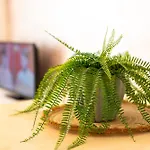 Trilocale VI20, Condominio Vicenza - Adria Holiday Jesolo - FAMILY APARTMENT